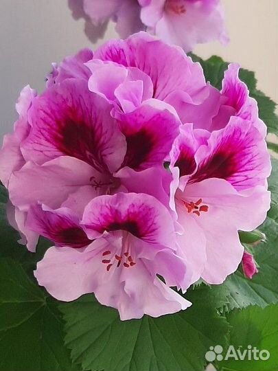 Пеларгония Герань