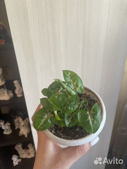 Сингониум Тиффани