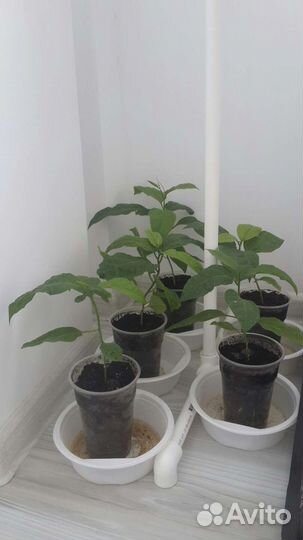 Пассифлора маракуйя