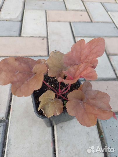 Гейхеры 6 видов