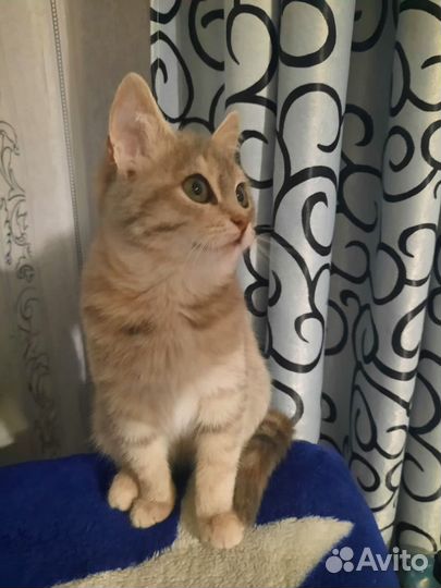 Кошка в дар