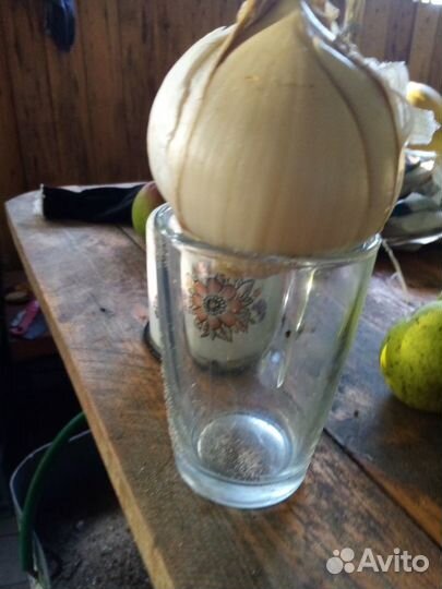 Лук Суворова