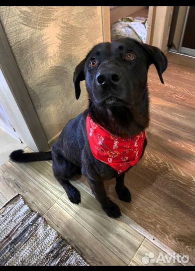 Собака в добрые руки