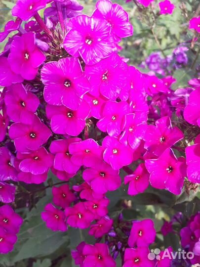 Флоксы метельчатые