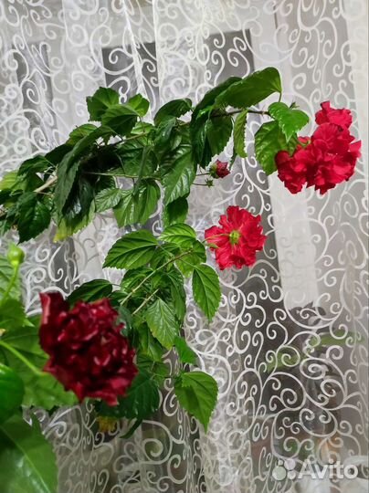 Гибискус махровый красный, зацветает