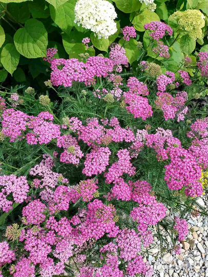 Тысячелистник