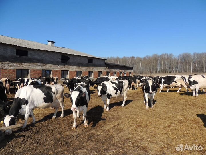 Доярка с проживанием