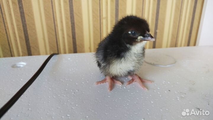 Цыпляты кур мясо-яичные породы