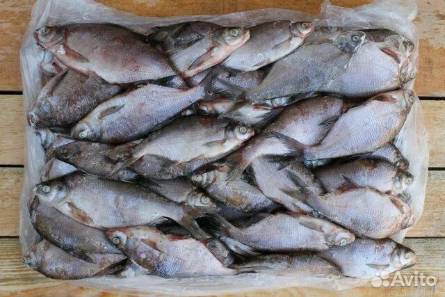 Рыба густера