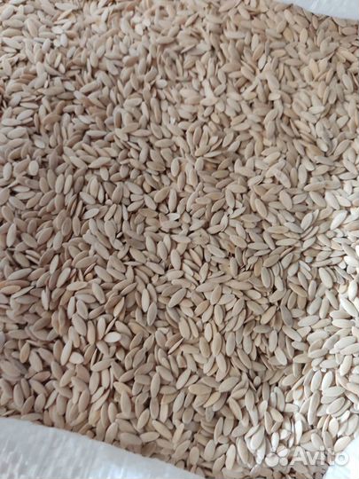 Семена огурца Хабар, Феникс 640, Феникс+