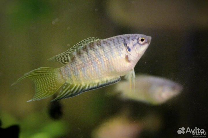 Аквариумные рыбки