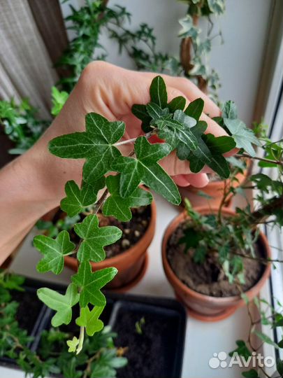 Редкий плющ hedera helix oakleaf (duckfoot)
