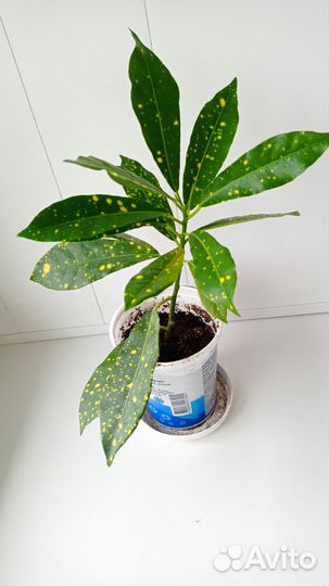 Кротон кодиум