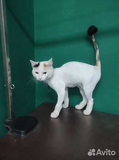 Груминг собак