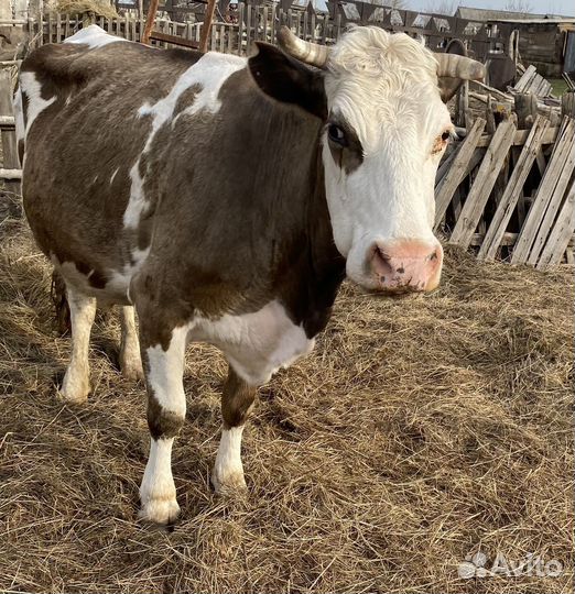 Корова дойная