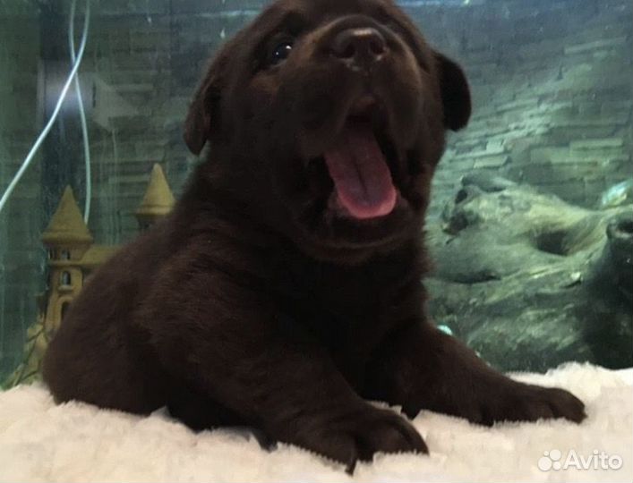 Щенки лабрадора