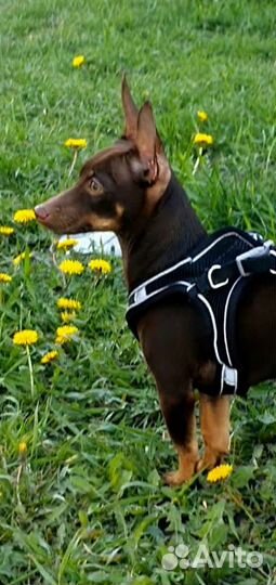 Вязка той-терьер