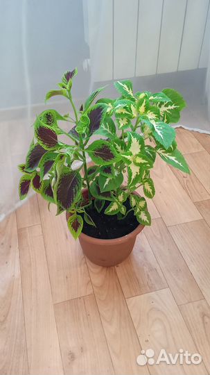 Цветы для души