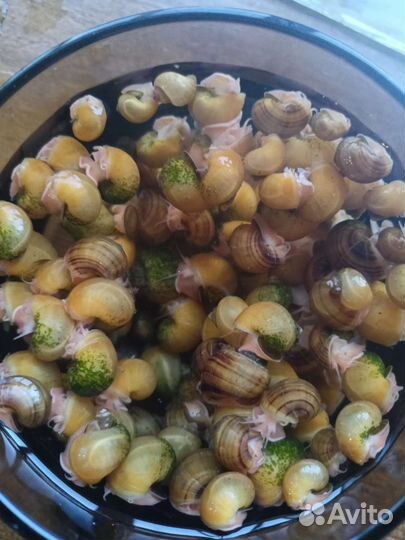 Рыбки мулинезии