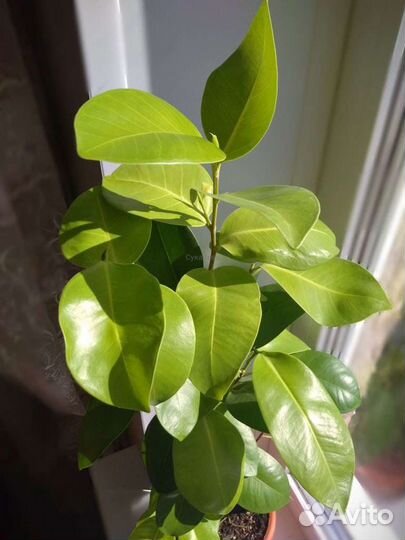 Фикус пур голд