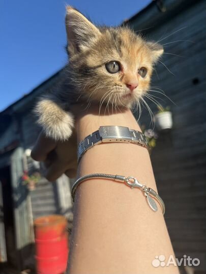 Котенок девочка в добрые руки