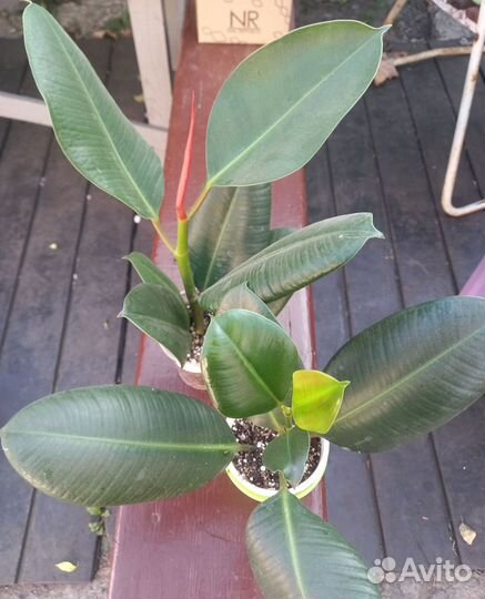 Фикус Мелани вариегатный, Керли