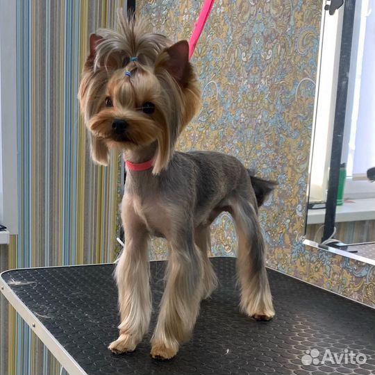 Профессиональная стрижка собак и кошек. Груминг