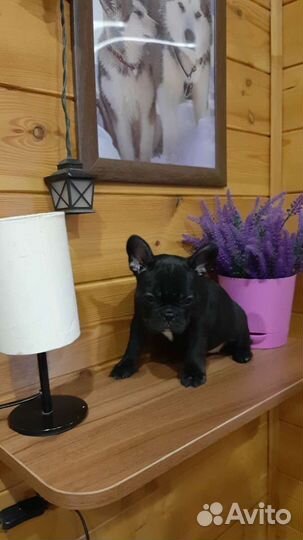 Французский бульдог щенки мини