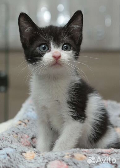 Котенок мальчик 2 мес