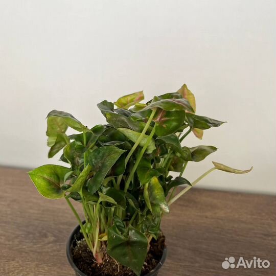 Сингониум микс (d10)