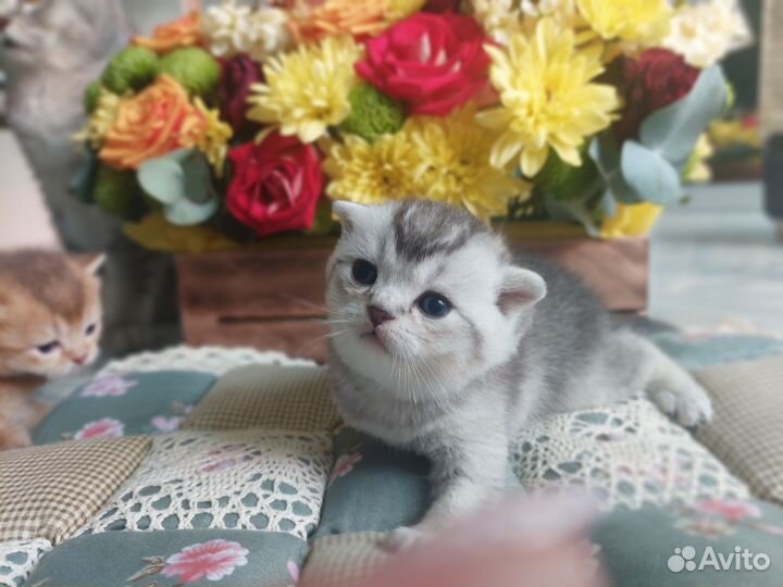 Шотландская шиншилла