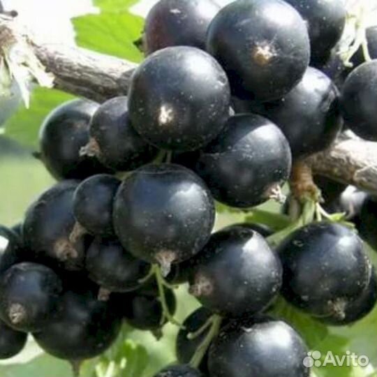 Саженцы черной смородины Тамерлан