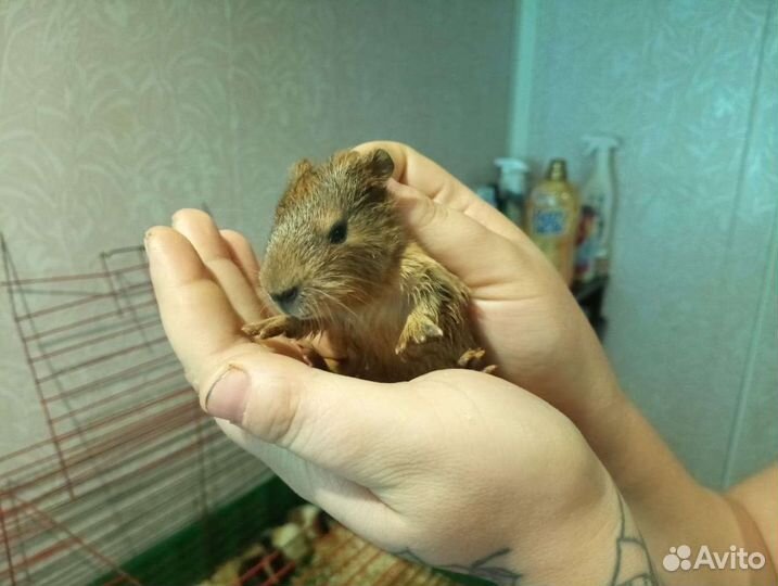 Морские свинки