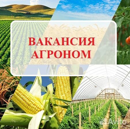 Агроном/главный агроном Тул. обл. д. Ботня, жилье