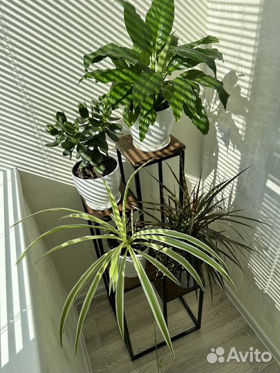 Цветочница