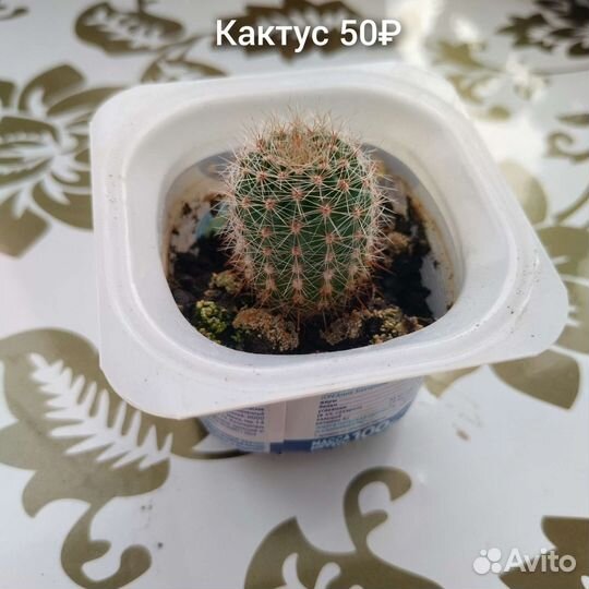 Кактусы и суккуленты