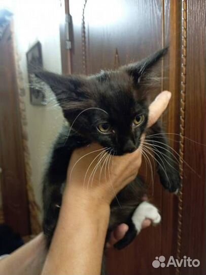 Котята 2,5 месяца