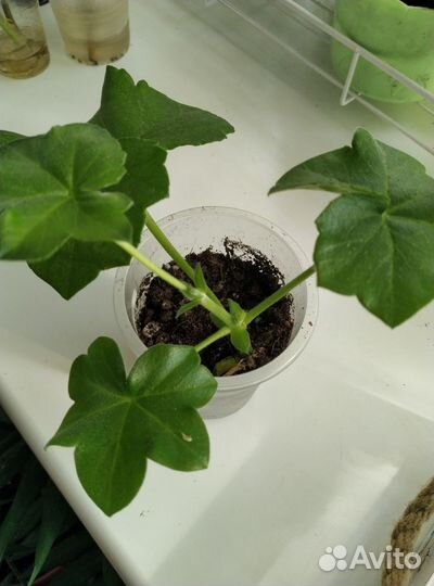 Пеларгония герань