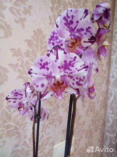 Фаленопсис бабочка