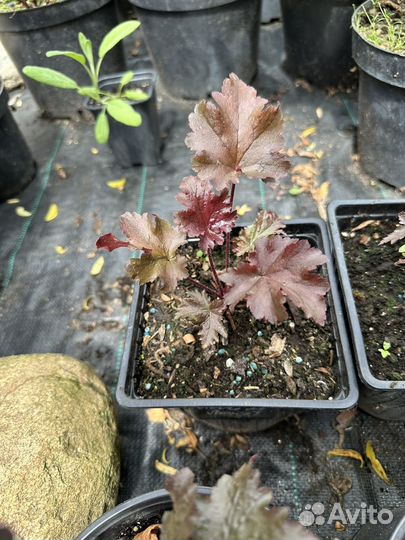 Растения гейхера