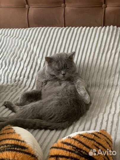 Британская