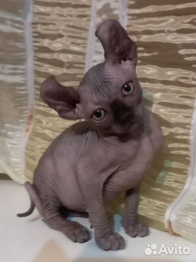 Котята эльфы