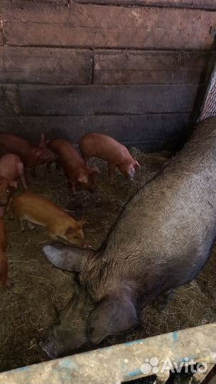 Продаються поросята породы кантер-дюрок