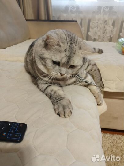 Шотландская