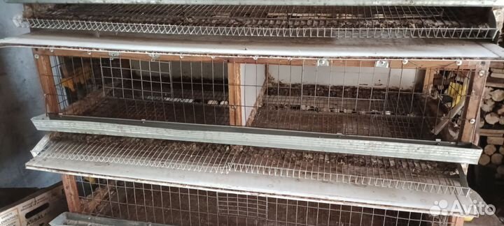 Клетки для перепелов