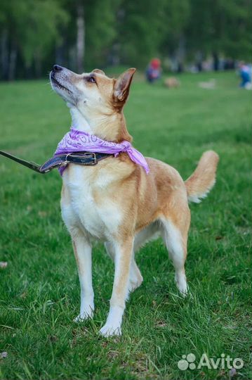 Спасите из приюта