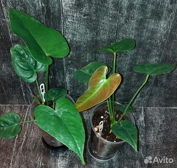 Антуриумы разные