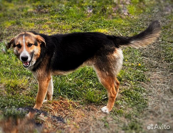 Собака в добрые руки