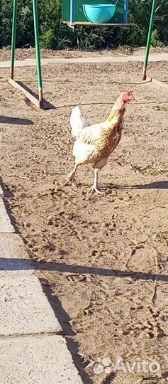 Куры и петухи