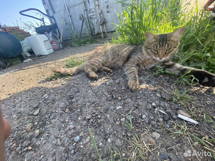 Отдам кота в добрые руки Казань